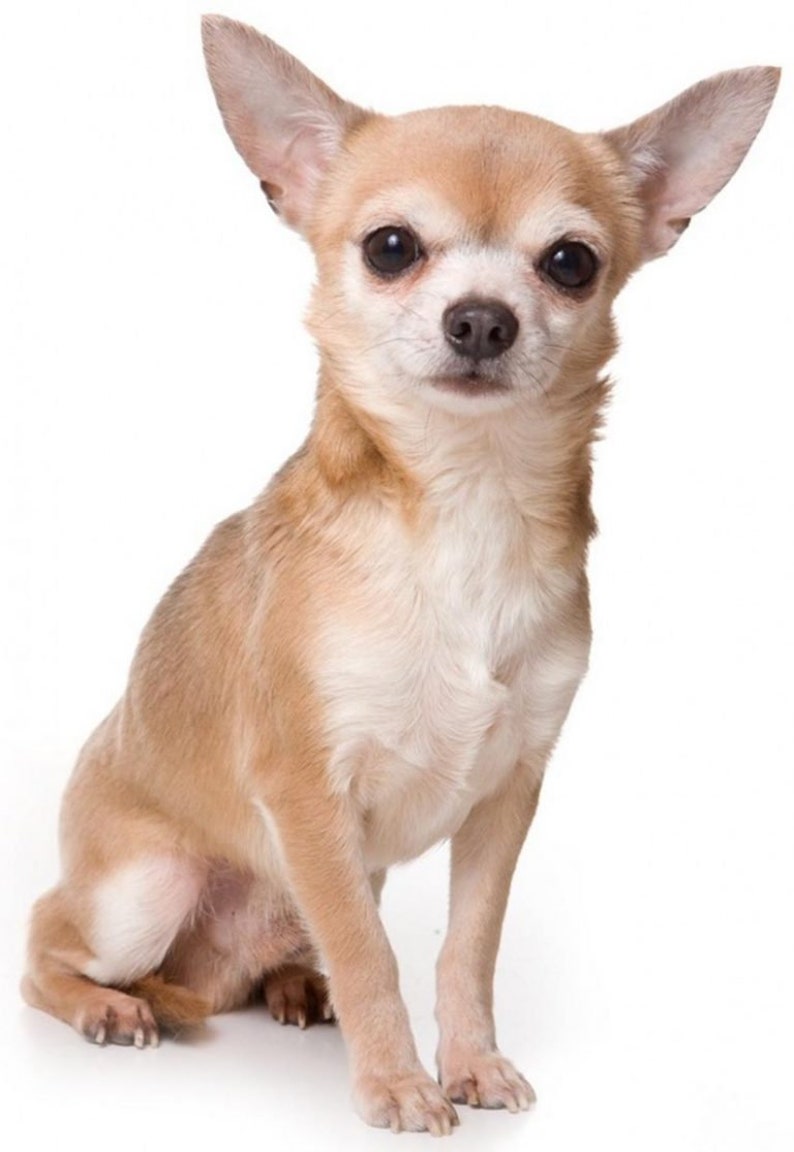 Custom realistic stuffed dog Chihuahua. Memory of dog. Replica Etsy