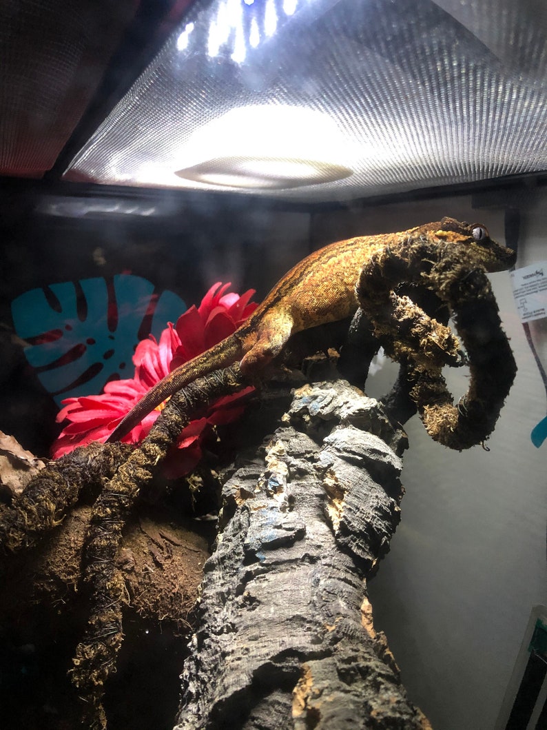 May include: A brown and orange crested gecko perched on a branch with a red flower behind it.