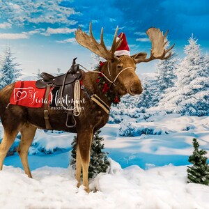 Moose Digital Backdrop  Background Winter Scene Christmas