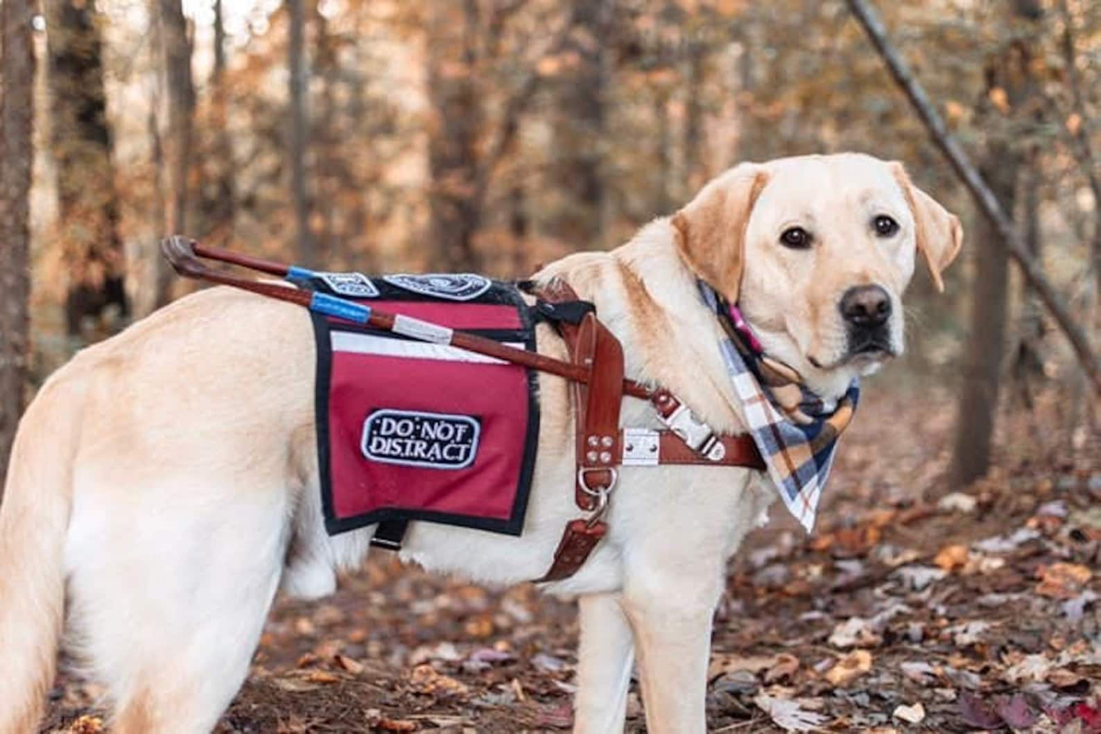 Customizable Dog Cape L Design Your Own Cape L Service Dog Etsy