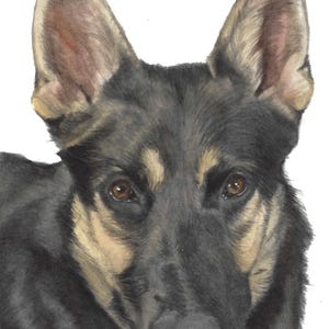 Custom Watercolor Pet Portrait: Handmade Dog or Cat Painting