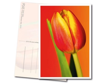 Postkarte: Rote Tulpe