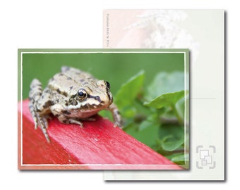 Postkarte: Frecher Frosch