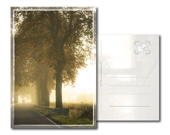 Postkarte: Herbstlichter – Allee im Nebel
