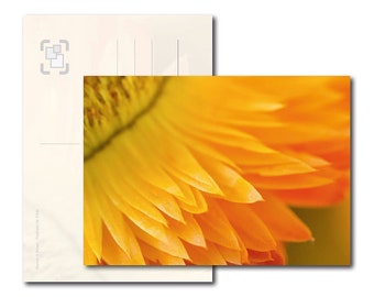 Postkarte: Strohblume