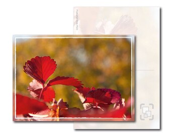 Postkarte: Herbstlichter – Rote Blätter