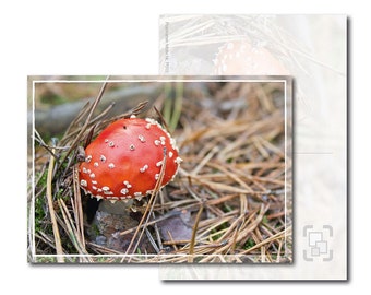 Postkarte: Herbstlichter - Kleiner Fliegenpilz