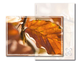 Postkarte: Herbstlichter -Eichenblatt