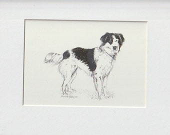 Border Collie Dog Art Original Ink Drawing Matted to 8x10 Inch