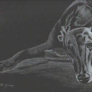 Greyhound Laying Dog Art Original White Pencil Drawing on Black Paper Matted to 12x16 Inch