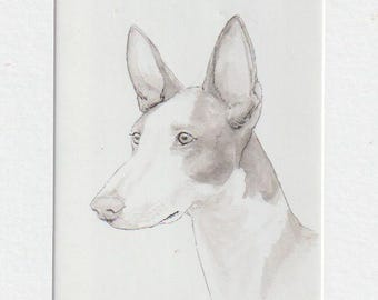 Ibizan Hound Dog Head Portrait Ink Drawing Matted Signed