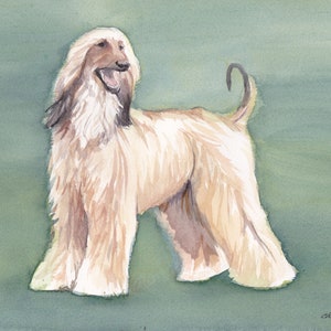 Afghan Hound Sighthound Canine Dog Art Watercolor Painting 9x12