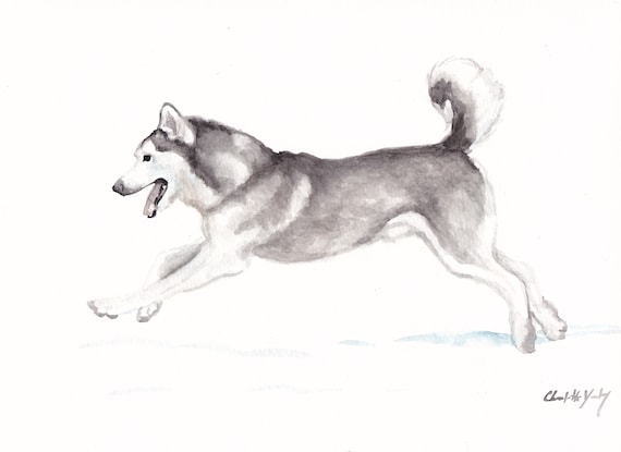 Alaskan Malamute Running Canine Dog Art Original Watercolor