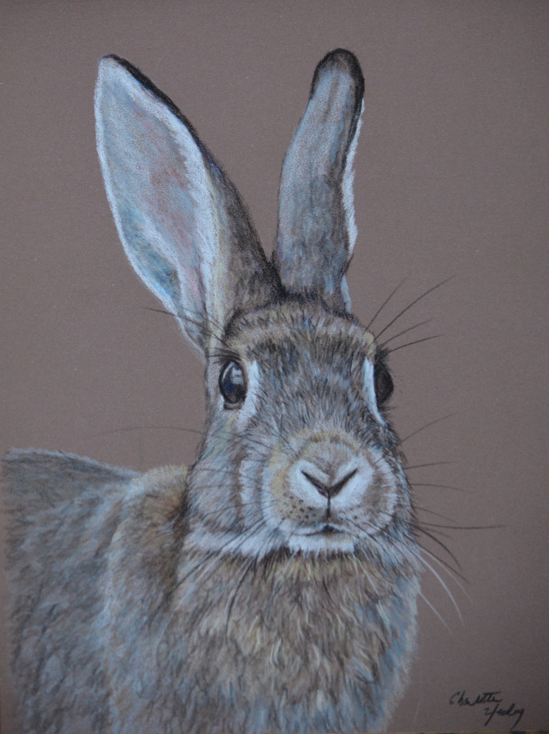 Bunny Rabbit Original Animal Art Colored Pencil Drawing Framed 10x12 ...