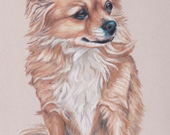 Long Haired Chihuahua Dog Art Colored Pencil Drawing Matted Signed