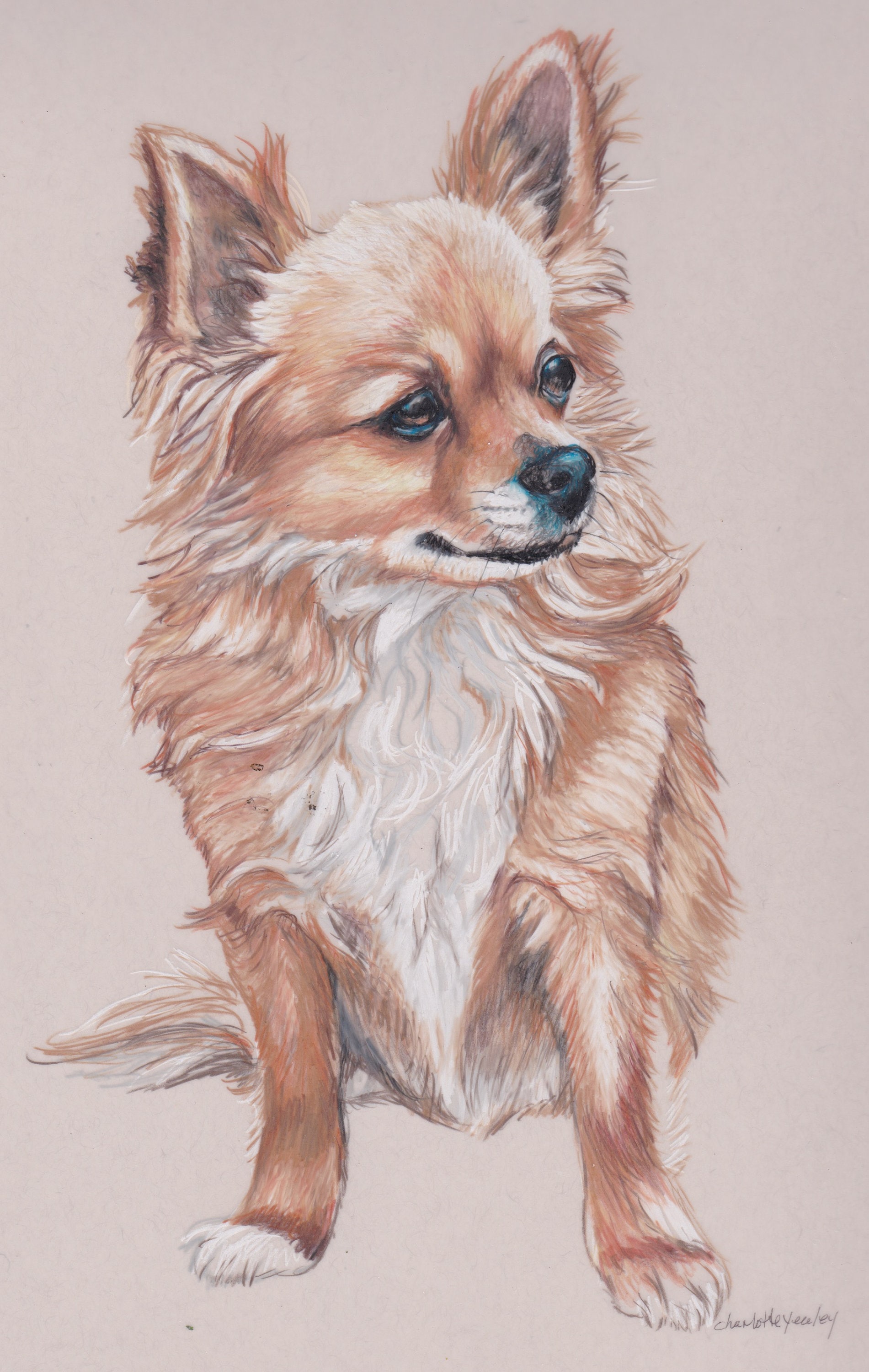Long Haired Chihuahua Dog Art Colored Pencil Drawing Matted - Etsy Long Haired Chihuahua Dog Art Colored Pencil Drawing Matted - Etsy