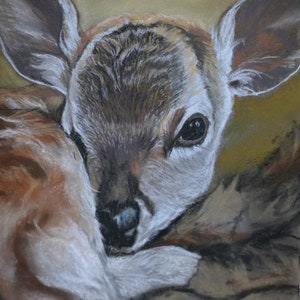 Whitetail Deer Fawn Animal Art Original Pastel Painting Drawing Framed 11x14