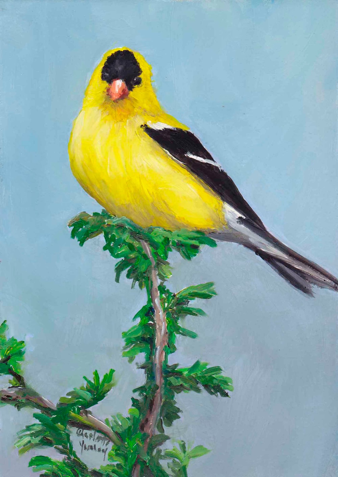 Goldfinch Bird Art Oil Painting 5x7 Cradled Board Signed Etsy goldfinch-bird-art-oil-painting-5x7-cradled-board-signed-etsy