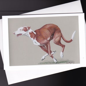 Ibizan Hound Sighthound Hondenhond Art Note Card 6x4 inch