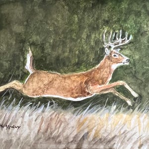 Deer Whitetail Original Waterc olor Painting