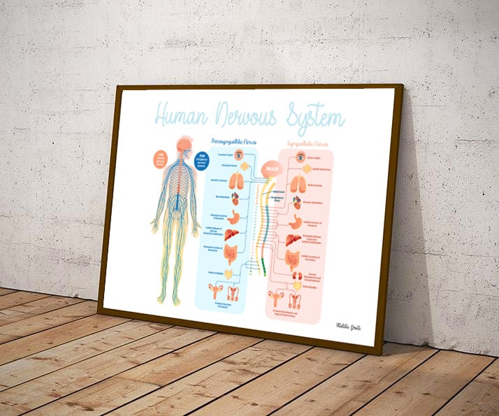 Subluxation Chart // Chiropractic // Subluxation // Symptoms // Nervous