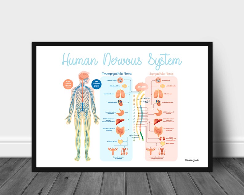 Subluxation Chart Chiropractic Subluxation Symptoms Etsy