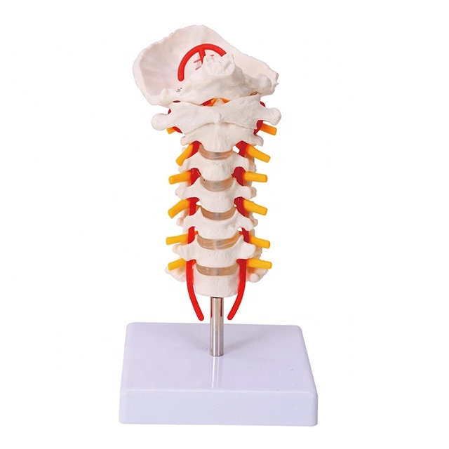 Cervical Vertebrae Occipital Bone With Spinal Cord Model ...