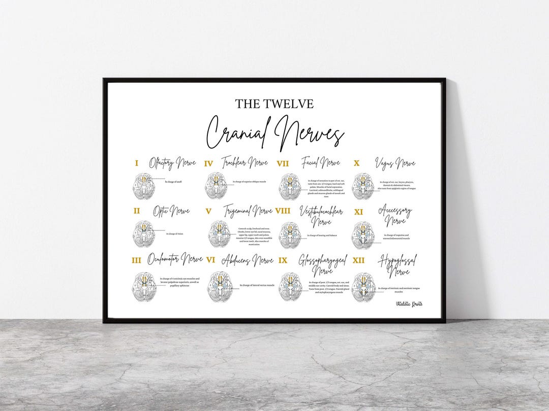The Twelve Cranial Nerves // Chiropractic // Medical Print // Neurology ...