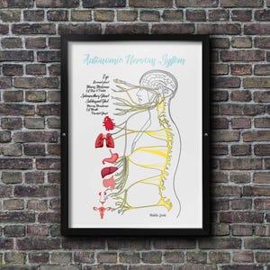 Nervous system // Chiropractic // Subluxation Complex  // Symptoms // Nervous System // Healing // Subluxation Chart // Anatomy