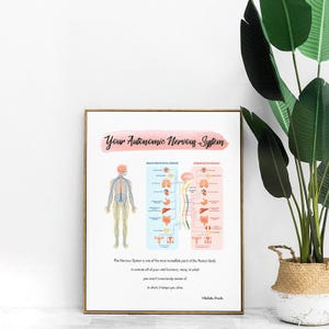 Autonomic Nervous System // Chiropractic // Subluxation // Symptoms // Nervous System // Healing // Pain // Anatomy