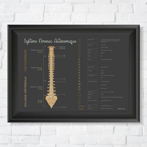 Poster Chiropratique // Chiropraxie // Ihr Nervensystem // Système nerveux // Subluxation // Affiche chiropratique // Nervensystem