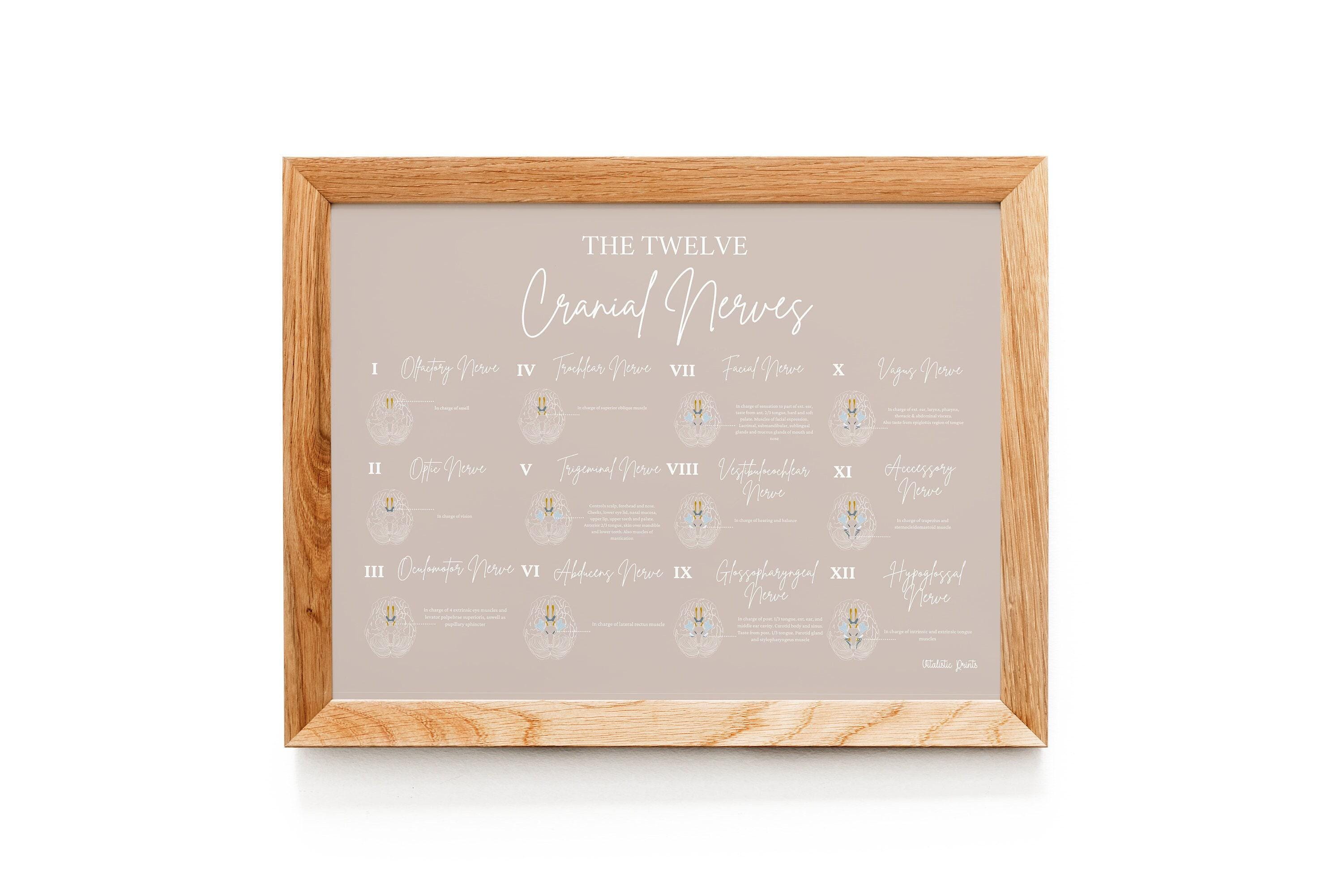 The Twelve Cranial Nerves // Chiropractic // Medical Print // Neurology ...