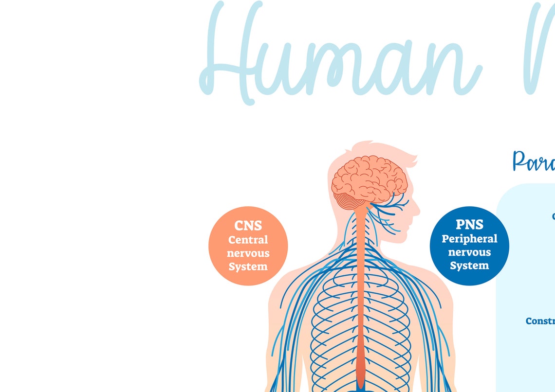 Subluxation Chart Chiropractic Subluxation Symptoms Etsy