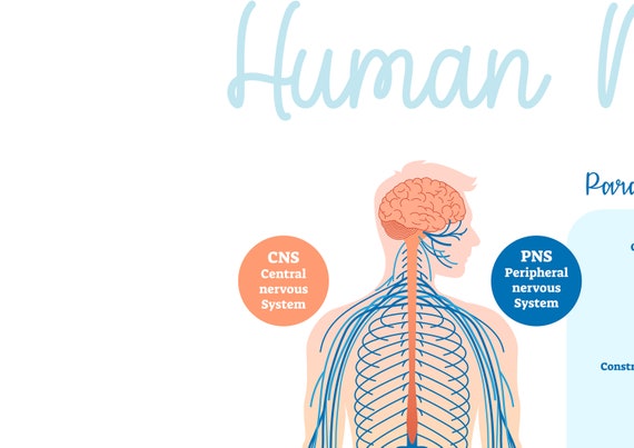 Chiropractic Symptoms Chart