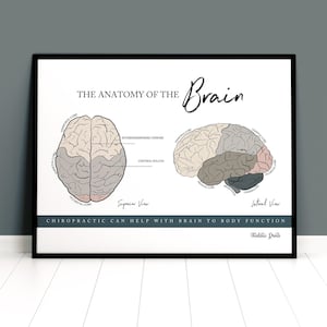 Brain Anatomy Print // Neurologgy Print // Spinal Nerve Chart // Chiropractic // Subluxation // Nervous System // Cervical Spine