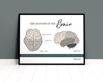 Brain Anatomy Print // Neurologgy Print // Spinal Nerve Chart // Chiropractic // Subluxation // Nervous System // Cervical Spine