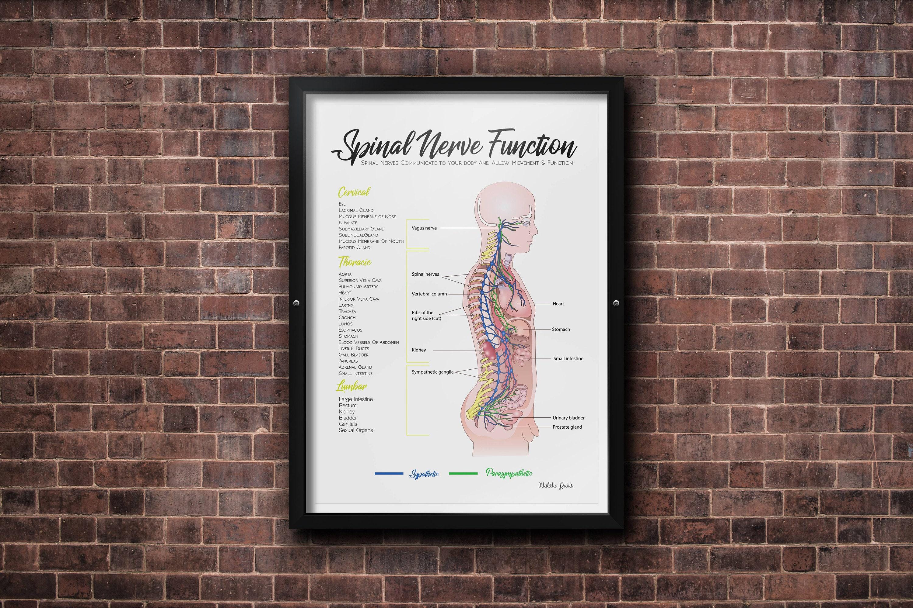 Nervous system // Chiropractic // Subluxation Complex  // Symptoms // Nervous System // Healing // Subluxation Chart // Anatomy