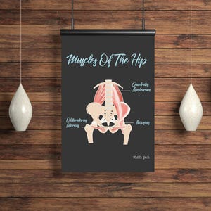 The Muscles In Your Hip // Chiropractic // Subluxation Complex  // Symptoms // Nervous System // Healing // Pain // Anatomy