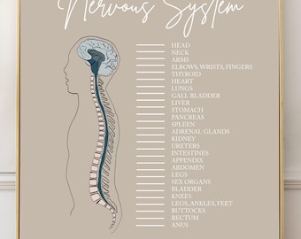 The Functions of The Nervous System // Spinal Nerve Chart // Chiropractic // Subluxation // Nervous System // Healing // Pain // Anatomy