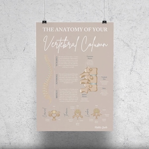 Your Vertebral Column // Chiropractic // Vertebrae  // Spine // Anatomy Print // Vitalistic Chiro // Chiropractic Prints