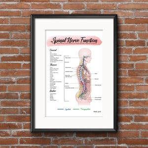 Nervous system // Chiropractic // Subluxation Complex  // Symptoms // Nervous System // Healing // Subluxation Chart // Anatomy