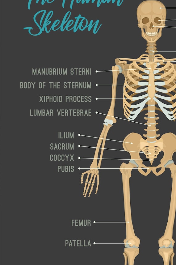 The Human Skeleton // Chiropractic // Subluxation Complex