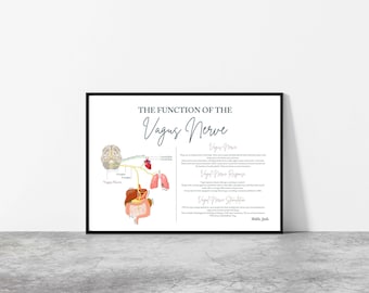 Vagus Nerve // Chiropractic // Cranial Nerves  // Neurology Prints // Anatomy Print // Vitalistic Chiro // Chiropractic Prints // Vagal Tone