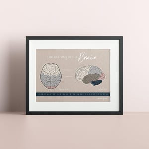 Brain Anatomy Print // Neurologgy Print // Spinal Nerve Chart // Chiropractic // Subluxation // Nervous System // Cervical Spine