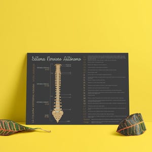 Quiropráctica Subluxation Chart // Your Nervous System // Quiropráctica // Symptoms // Nervous System // Healing // Pain // Anatomy