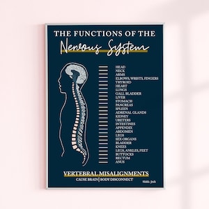 The Functions of The Nervous System // Spinal Nerve Chart // Chiropractic // Subluxation // Nervous System // Healing // Pain // Anatomy