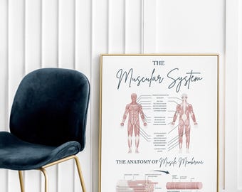 Muscular System // Chiropractic // Medical Print // Anatomy Print // Vitalistic Chiro // Chiropractic Prints // Muscular System Chart