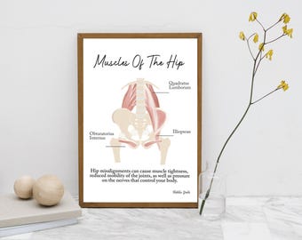 The Muscles In Your Hip // Chiropractic // Subluxation Complex  // Symptoms // Nervous System // Healing // Pain // Anatomy