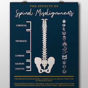 Your Nervous System // Chiropractic // Subluxation // Spinal Nerve Chart Blue // Nervous System // Healing // Pain // Anatomy