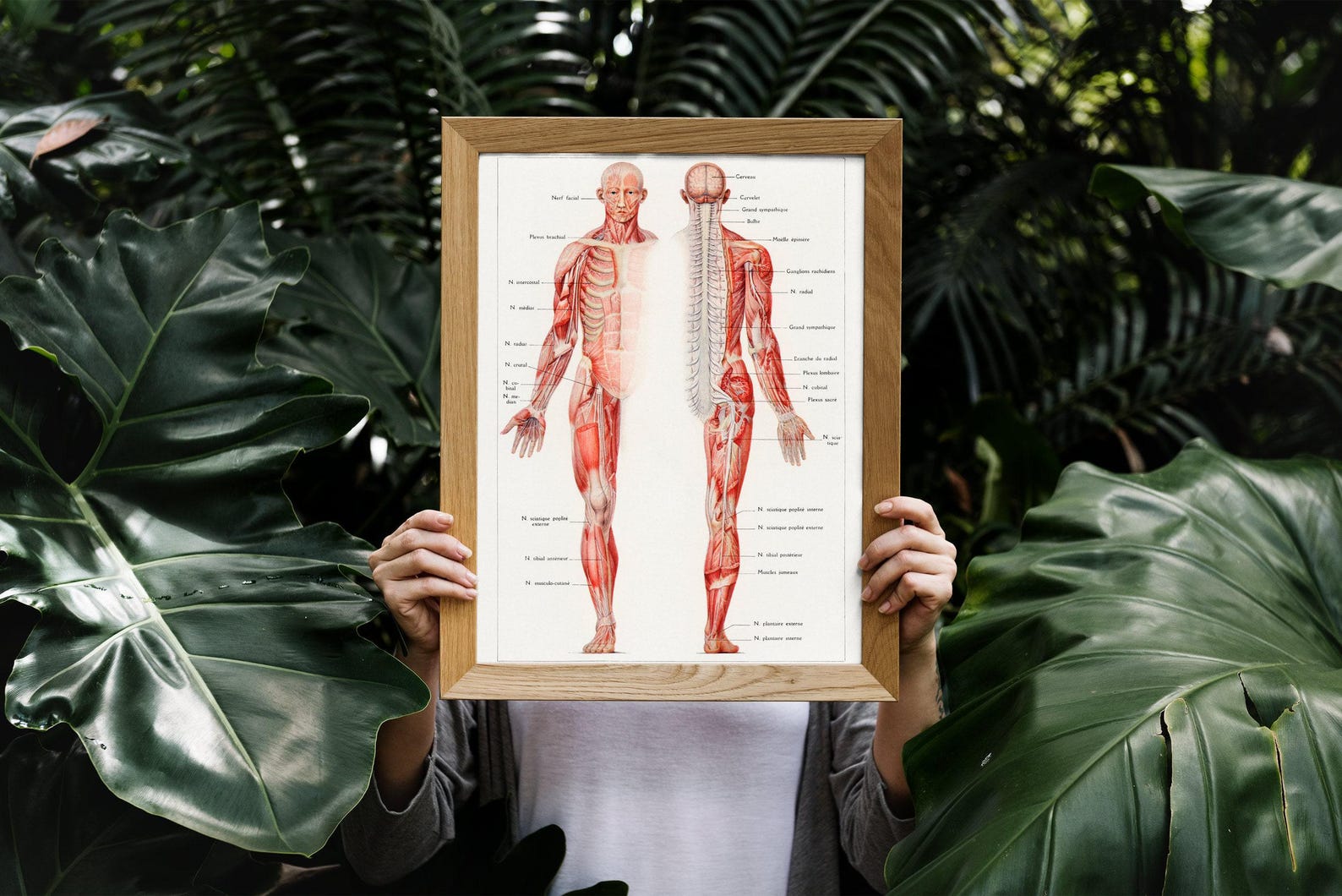 Nervous System // Chiropractic // Subluxation Complex // Anatomy Chart ...